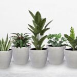 Modern Decorative Plant Pots – Stylish Home & Garden Décor