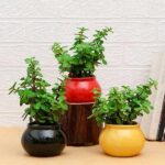 Seedless good luck plant in premium ceramic pot for home decor